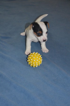 CHANEL: "Jetzt hab' ich es ihm gezeigt, dem Ball!"