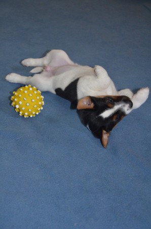 CLEOPATRA: "...und recke mich und stercke mich..."