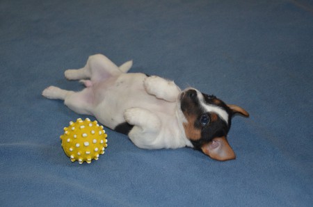 CLEOPATRA: "...und plumps! Jetzt sind der Ball & ich erledigt!"