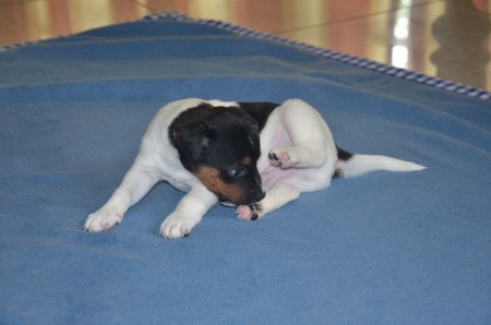 CONSTANTIN: "...und Pfoten pflegen!"