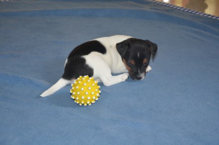 CONSTANTIN: "...und dann bringe ich dem BAll YOGA bei: Lektion "SCHALFENDER RUSSELL"..."