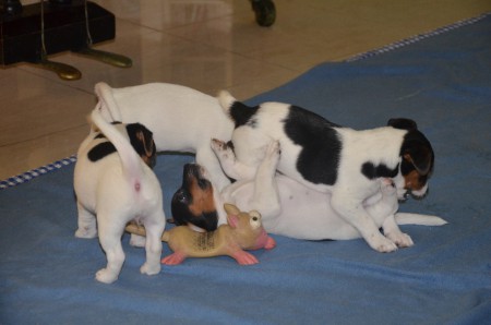 DRÜBEN heißt es: "Jeder gegen jeden & alle auf das Opossum!"