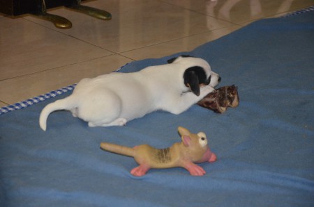 COCO gönnt sich auch ein bisschen "Nachschlag" - und dem Opossum ein bisschen Schlag-Pause ;-)