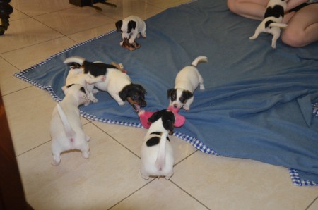 ...während das PIGGY erkennen muss: WIDERSTAND ZWECKLOS!