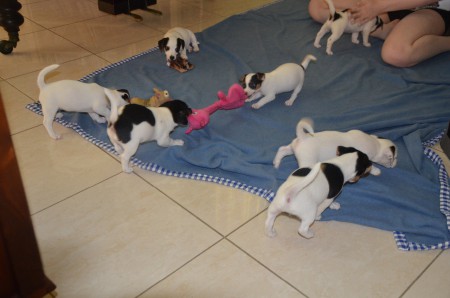 CONSTANTIN & CHLOE sind hartnäckige PIGGY-FIGHTER, CHANEL hat das Opossum wieder entdeckt & wo wollen CENTURIO & CASSIOPEIA hin?!