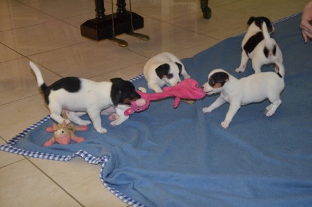 ...und gleich noch mal auf das OPOSSUM treten - könnte sich ja sonst vernachlässigt fühlen ;-)