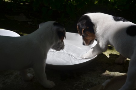 CASSIOPEIA: "Wasser PLANTSCHEN! Ist viel lustiger!!"