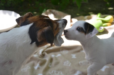 MARGE & CENTURIO: noch mehr SOCKEN-PARTY !!!