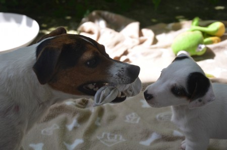 CENTURIO: "...hmmm...von meiner Mama kann ich noch was lernen!"