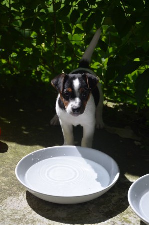 "Trinken!" (Wir sagen: "Kluges - und schönes - Mädchen!!!")