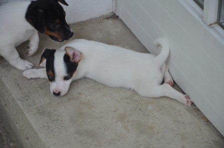 CONSTANTIN & CHANEL: "Es kann der bravste Terrier nicht in Ruhe dösen,...