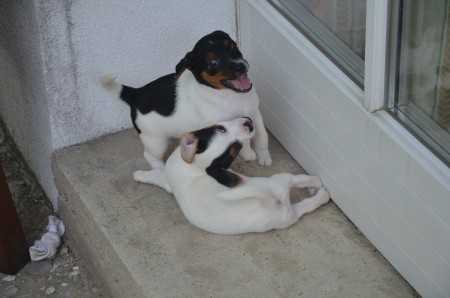 CONSTANTIN & CHANEL: ...wenn es dem MIT-C-WUFF  nicht gefällt ;-)
