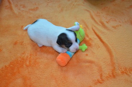 DANTE: "Was so ein Frosch-König wohl kann...???"