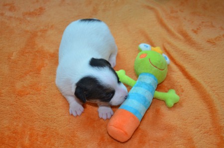 DANTE: "...das schnupper ich genauer an!!!"