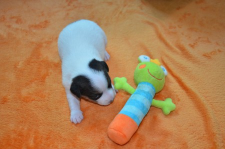 DANTE: "Verstecke ich den Punkt auf meinem Po, bin ich fast IN-KO-GNI-TO!"