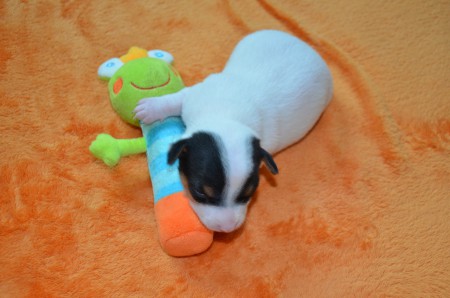 DAISY: "Mit dem Frosch-König an meiner Seite,..."