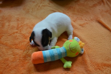 DIDO: "Grüner Frosch und weißes Fell..."