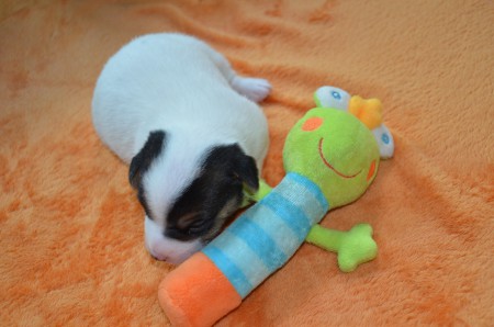 DIDO: "...das Motiv ist SEN-SA-TIO-NELL!"