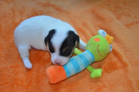 DIDO: "...so ein Frosch ist auch eine sensationelle Kinn-Stütze!"