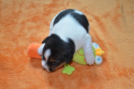 DUKE: "Meine Herzogs-Würde..."