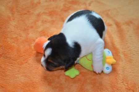 DUKE: "...ist für den Frosch-König eine schwere Bürde!"