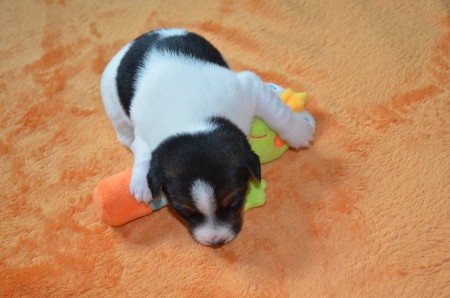 DUKE: "So ein Frosch ist sehr bequem, wie Sie hier ganz deutlich seh'n!"