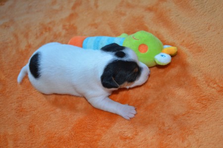 DASTAN: "...neben mir ist so ein Frosch-König ein armer Tropf!"