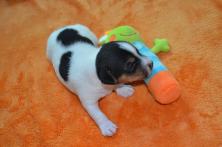 DONATELLO: "...so läßt sich die Welt entdecken..."