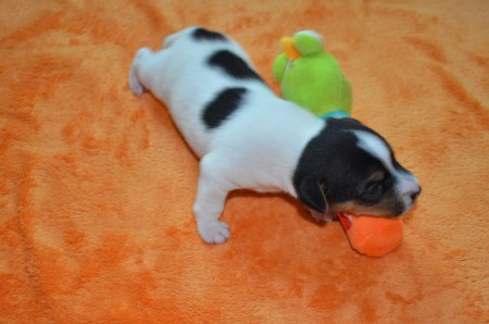 DONATELLO: "...und ein Frosch-König niederstrecken!" 