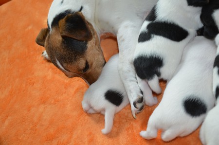 ...und geputzt werden...ach, das Leben ist für junge Hunde...wunder-bar!