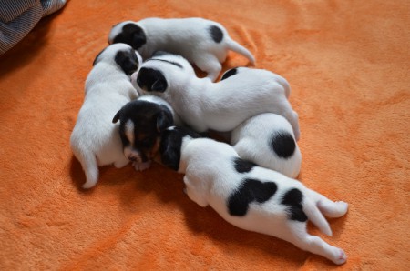 "...eine Runde "HEITERES HUNDE-RATEN" - von & mit D-DOGs & D-DOG-Innen!"