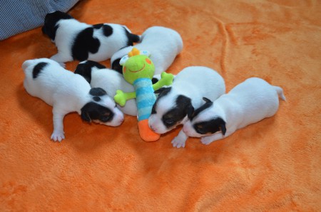 "Und wo kommt plötzlich der Frosch-König her???"