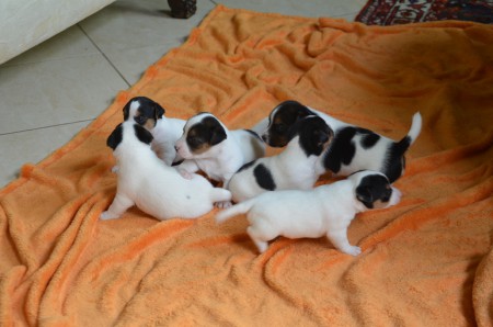 DIE EIGENWILLIGEN KÖPFCHEN (!) VON LINKS NACH RECHTS: DIDO, DASTAN, DANTE, DUKE, DONATELLO, DAISY :-)