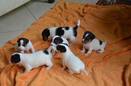 ***D-DOGs & D-DOG-Innen >> NEUE FÄHIGKEIT FREIGESCHALTET: SITZ!***