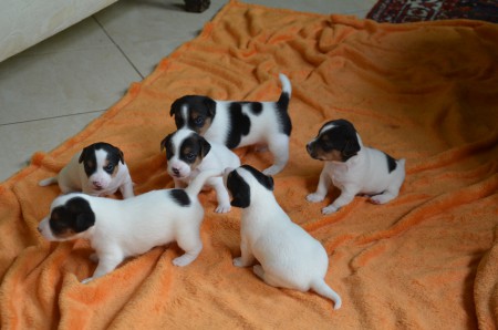 DAS KÖPFCHENSPIEL GEHT IN DIE NÄCHSTE RUNDE: DANTE, DASTAN, DIDO, DUKE, DAISY, DONATELLO :-)