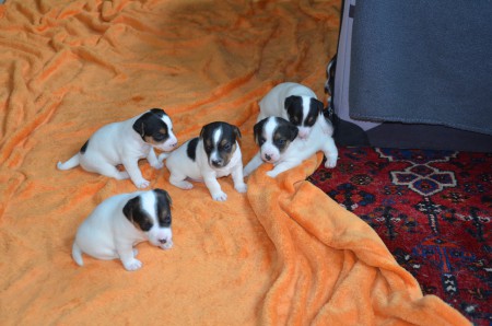 SCHAU GENAU - ES SIND SECHSLINGE!  -  WAU!!!!!!