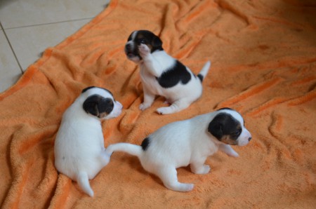 ...ODER "MANDLN" MACHEN :-)