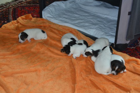 KÖPFCHEN-(!)-SPIEL VON LINKS NACH RECHTS: DANTE, DONATELLO, DASTAN, DIDO, DAISY, DUKE 