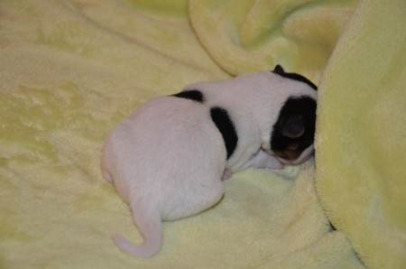 EMERALD: Auch ein Rücken kann entzücken...