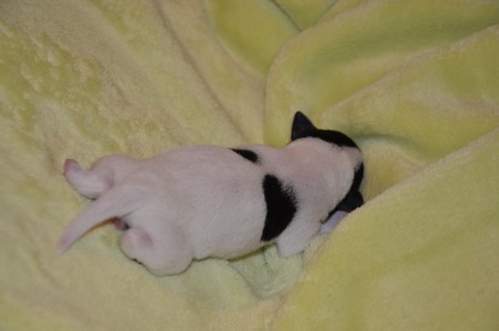 EMERALD verspricht ein kleines (B)Engerl von einem Russel.Mädchen zu werden...