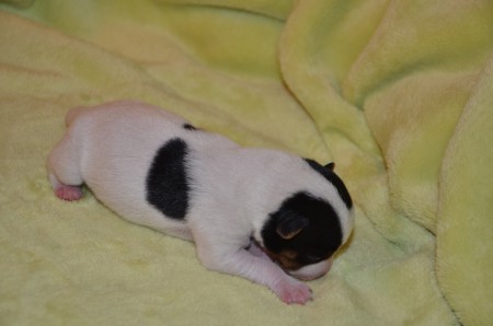 ...die kleinen (rabenschwarzen) Flügel am Rücken hat EMERALD jedenfalls schon.