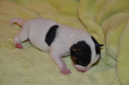 ...aber auch im 3/4-Profil von vorne macht EMERALD eine gute Figur! 