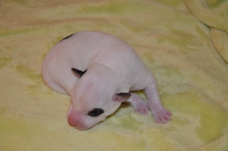 EMIL: Manchmal braucht es einen Piraten, um ein Dornröschen wachzuküssen...