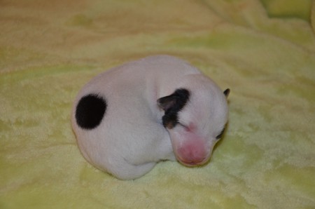 EMIL hat aber nicht nur eine Augenklappe und schwarze Ohren - sondern auch ein Konfetti am... Heck ;-)