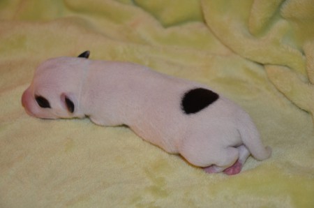 EMIL wird einmal ein ganz entzückender Pirat - und macht sich jetzt schon daran, das eine oder andere Herz zu entern!