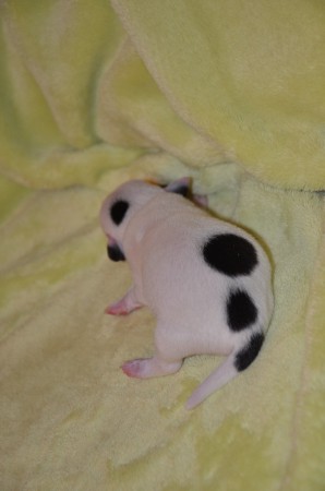 Mit ENDYMION geht die Konfetti-Parade weiter...