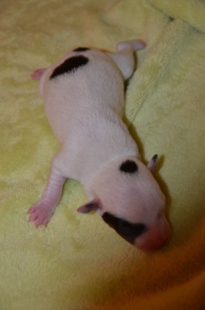 Hier gibt ENDYMION den PHANTERRIER DER OPER :-)