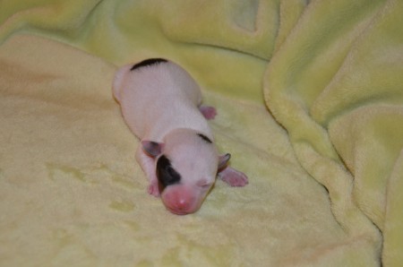 Halbmaske und Konfetti am Kopf - ENDYMION ist ein kleiner PARTY-LÖWE...