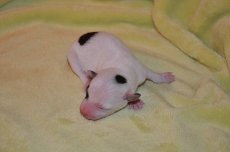 ENDYMION: ...kann ein Hund mit griechischem Namen eine Römernase haben?