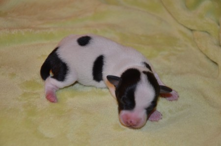 ERAGON - ein kleiner Hund ist nach einem großen DRACHEN benannt...